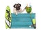 Pug dog with blue vintage wooden beach sign, surfboard and summer watermelon cocktail, isolated on white background