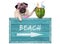 Pug dog with blue vintage wooden beach sign and watermelon cocktail, isolated on white background