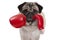 Pug dog boxer punching with red leather boxing gloves