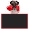 Pug dog boxer with red leather boxing gloves with blank advertising blackboard sign