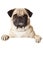 Pug dog with bunner isolated on white background. creative work for design