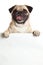 Pug dog with bunner isolated on white background. design creative work