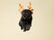 pug dog in deer horns . Christmas pet, animal on beige background