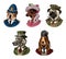 Pug Dog dog smokes cigar in suit. English Bulldog policeman. Herding and Bloodhound and German Shorthaired Pointer and