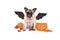 Pug dog dressed up as bat for halloween, with funny pumpkin lantern