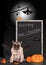 Pug dog dressed up as bat, with pumpkins and blackboard sign with text happy halloween,