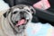 Pug dog, fat dog, cute, good mood, funny smile