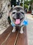 Pug dog, fat dog, cute, good mood, funny smile, selectable focus