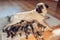 Pug dog feeding six puppies at home. Dog lying on carpet with kids