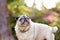 A Pug dog in the forest sitting on a log. Close-up