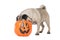 Pug dog with halloween bucket