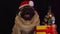 Pug, dog in a hat like Santa Claus. Dog wearing red santa hat in the run up to Christmas isolated on black background