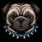 Pug dog head a wearing collar vector illustration