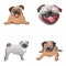 Pug dog icons set, cartoon style