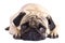 Pug dog isolated. Looking sad with big eyes