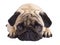 Pug dog isolated. Looking sad with big eyes