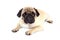 Pug dog isolated. Looking sad with big eyes