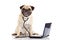 Pug dog isolated on white background doctor mit laptop