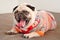 Pug dog laying on a couch and yawning looking at the camera. Funny pug dog dressed in knitted sweater indoors