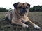 Pug dog laying on a grass meadow