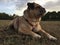 Pug dog laying on a grass meadow at dusk