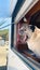 Pug dog leaning out of the window of a motorhome.