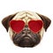 Pug Dog in Love! Portrait of Pug Dog with heart shaped sunglasses.