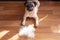 pug dog lying on the floor next to a pile of wool after combing out. concept of seasonal pet molting.