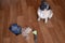 pug dog lying on the floor with pile of wool and grooming tool after combing out. concept of seasonal pet molting.