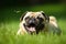 a pug dog mid-sneeze on a bright green lawn