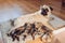 Pug dog mother feeding six puppies at home. Dog lying on carpet with kids. Family time