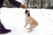 Pug dog playing tug holding a soft glove in his mouth and pulling with a human. Playing with dog winter outside.