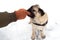 Pug dog playing tug holding a soft glove in his mouth and pulling with a human. Playing with dog winter outside.