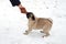 Pug dog playing tug holding a soft glove in his mouth and pulling with a human. Playing with dog winter outside.