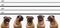 Pug Dog Police Line Up