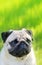 Pug dog portrait purebred isolated on a blurred background of gr