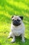 Pug dog portrait purebred sitting on a blurred background of green grass. Blurred space for text