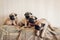 Pug dog puppies sitting on couch. Little puppies having fun. Breeding dogs