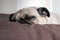 Pug dog resting on bed landscape