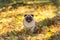 Pug Dog is Running on autumn Leaves Ground. Open Mouth.