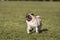 Pug Dog Is Running. Happy Face. Open Mouth. Tongue Out.