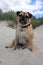 Pug Dog sat on a english beach portrait