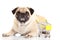 Pug dog shopping trolly isolated on white background. shopper