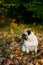 Pug dog sitting amongst autumn leaves