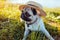 Pug dog sitting by river wearing hat. Happy puppy waiting a command of master. Dog chilling outdoors