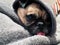 Pug Dog snug in blanket close up landscape