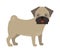 Pug dog standing animal canine purebred puppy portrait funny young small pet vector.