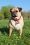 Pug dog standing on grass portrait