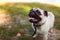 Pug dog standing by river. Happy puppy waiting a command of master. Dog chilling outdoors