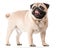 Pug, the dog stands on four legs and looks very funny.